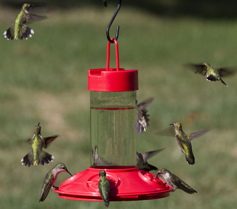 Homemade Hummingbird Food