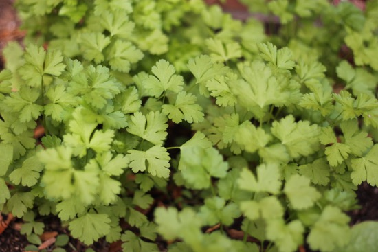 Parsley