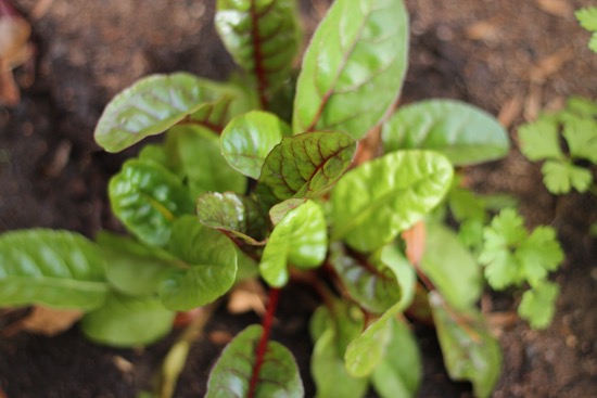 Swiss Chard