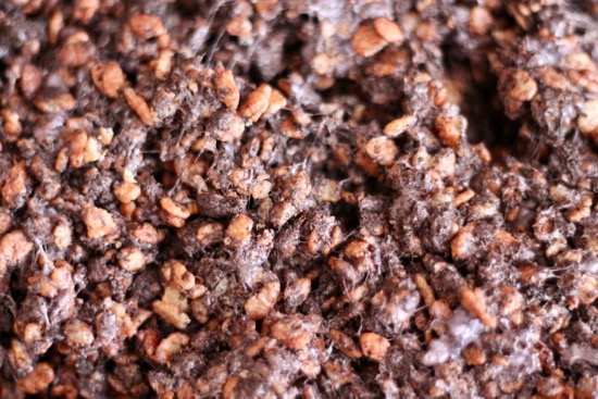 These cute "Lumps of Coal" are so fun to make for the holidays. Made with Cocoa Krispies & crushed Oreos, they're perfect for those who are naughty or nice! | sarahnspice.com